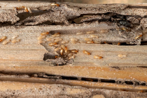 Best Local Pest Control Services  in Soh Weber, UT