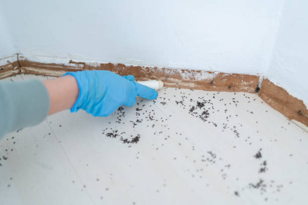 Best Mosquito Control Services  in Soh Weber, UT